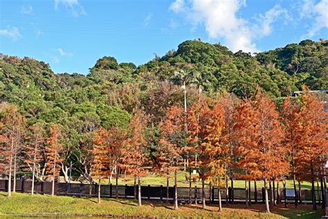 chungbuk fall pine|CHUNGBUK FALL PINE (Taichung) .